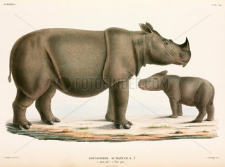 Adult and young Sumatran rhinoceros  Indonesia  1839-1844.