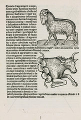 Aries the ram and Taurus the bull  1489.