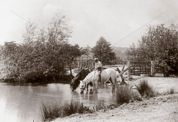 'Horses drinking at pond'  c 1890s.
