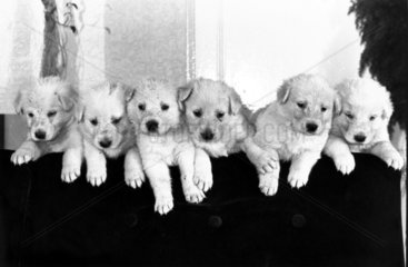White Alsatian puppies  c 1980s.