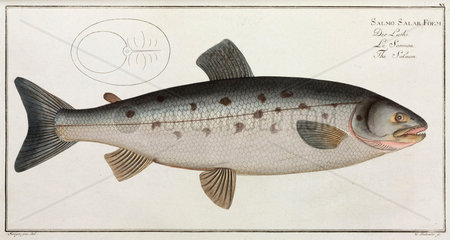 ‘The Salmon’  1785-1788.