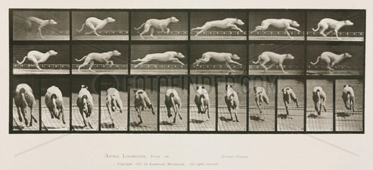 Time-lapse photographs of a greyhound running  1872-1885.