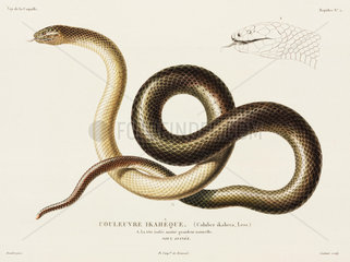 Snake  New Guinea  1822-1825.