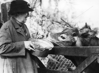 Feeding a Jersey cow  31 March 1938. 'Mrs