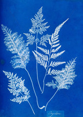 Cyanotype of Ceylonese ferns  1853.