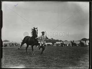 Mathrafal  the champion Welsh cob stallion  July 1952.