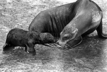 Baby sealion  June 1984.
