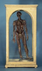 Wax male anatomical figure  showing venous system  1776-1780.