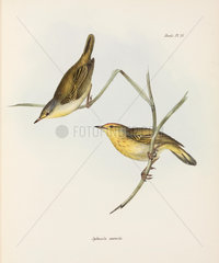 Warblers  c 1832-1836.