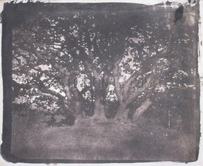 Oak tree  c 1841.