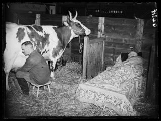 Two dairymen with their cow  London  23 September 1938.