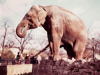 Elephant  c 1960.