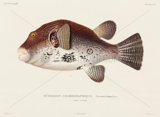 Puffer fish  New Guinea  1822-1825.