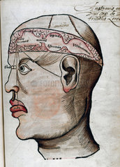 ‘The anatomy of the brain’  1535.