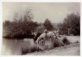 'Horses drinking at pond'  c 1890.