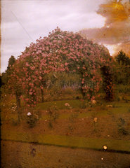 Autochrome of a garden full of flowers  c 1908.