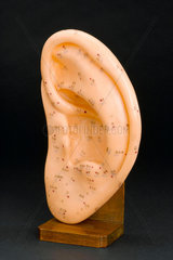 Model ear showing acupuncture points  1970-1985.