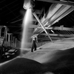 A maltman shovelling in the loft as fresh barley pours from a hopper above  1964.