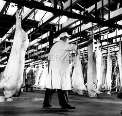 A butcher at Marsh and Baxter cooling carcasses  1961.