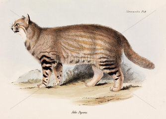 Pampas cat  South America  c 1832-1836.