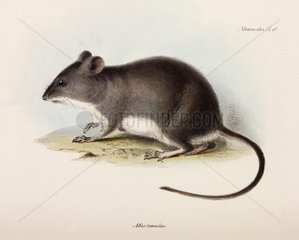 Swamp or water rat  c 1832-1836.