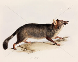 Fox  Chile  c 1832-1836.