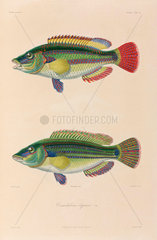 Black Sea fish  1837.