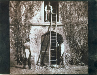 'The Ladder'  c 1845.
