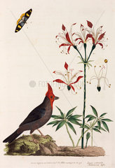 Crossbill  lily and butterfly  1776.