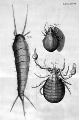 Insects  micrographs  1664.