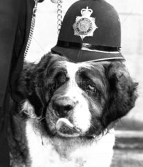 Dog wearing a policeman’s helmet  March 1988.