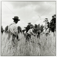 Cutting grass  c 1960.