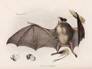Vampire bat  South America  c 1832-1836.