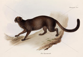 Weasel or otter cat  South America  c 1832-1836.