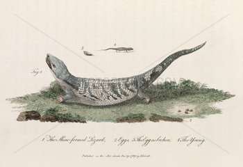 ‘The Skinc-formed Lizard’  1789.