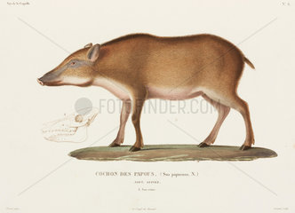 Papuan pig  New Guinea  1822-1825.