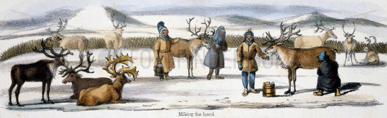 'Milking the herd'  c 1845.