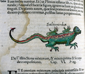 Salamander  1535.
