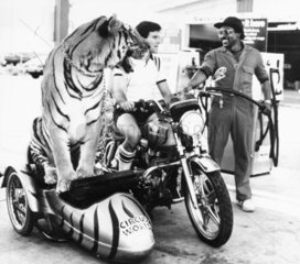 Tiger in a sidecar  April 1982.