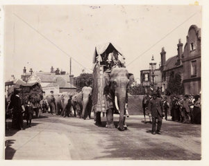 Parade of elephants  c 1905.