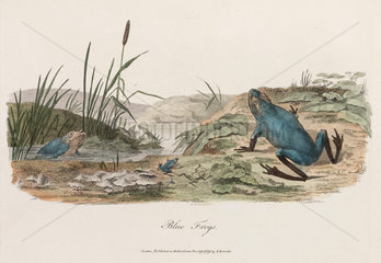 ‘Blue Frogs’  1789.