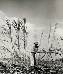 Sugar cane harvest near Georgetown  Guyana  1958.