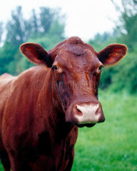 A cow.