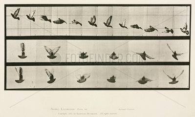 Time-lapse photographs of a pigeon in flight  1872-1885.