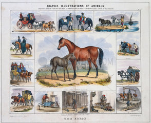 ‘The Horse’  c 1845.