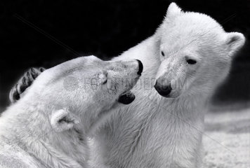 Two captive polar bears  26 May 1988.