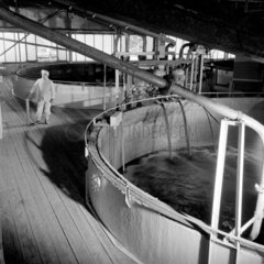 A process worker by large vats looks towards control room  British Titan.