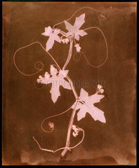 ‘Byronia dioca - The English Wild Vine’  c 1839.