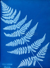 Cyanotype of Lastrea dilatata  1853.