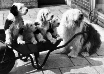 Puppies in a wheelbarrow  May 1978.